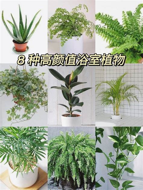 適合浴室的植物|「浴室植物」推薦這6種！黃金葛可以吸收甲醛、化煞開運，吊。